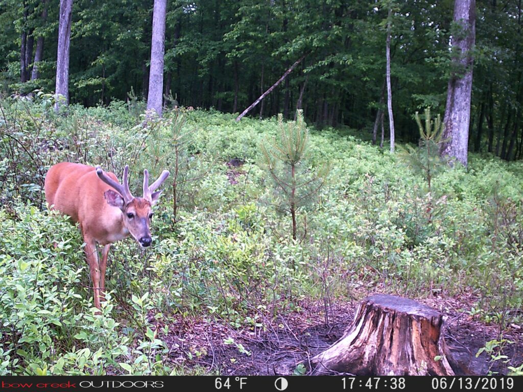 Buck feeding at a stump, captured on a Bow Creek trail camera