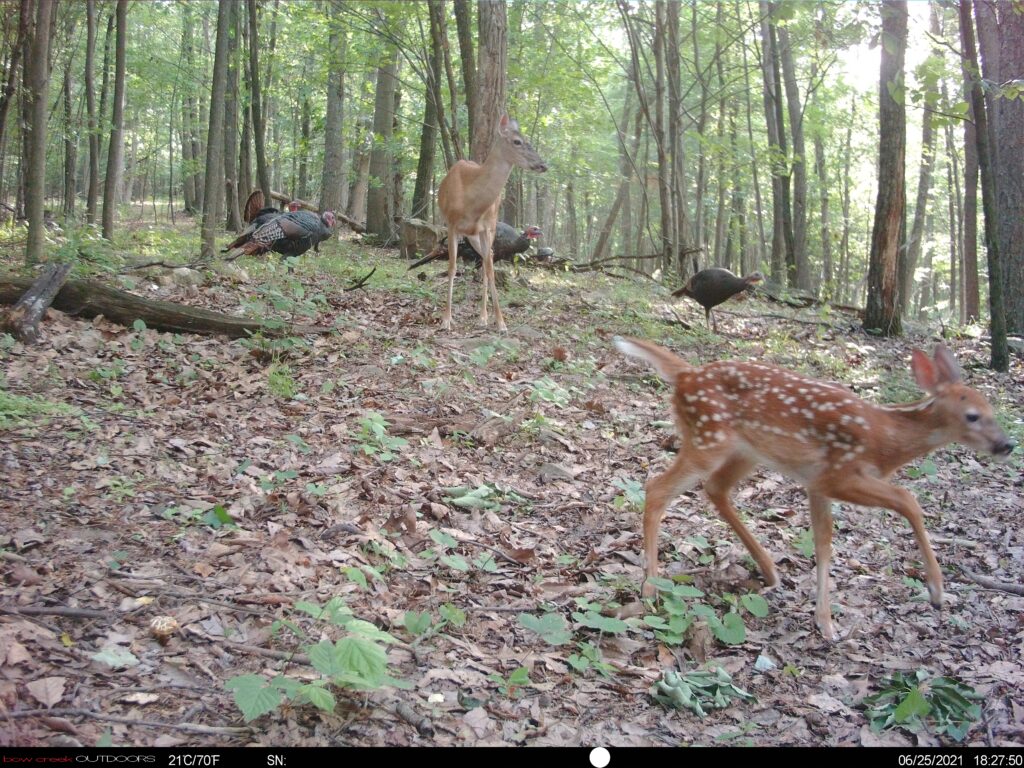 Doe and fawn on a trail, captured on a Bow Creek trail camera