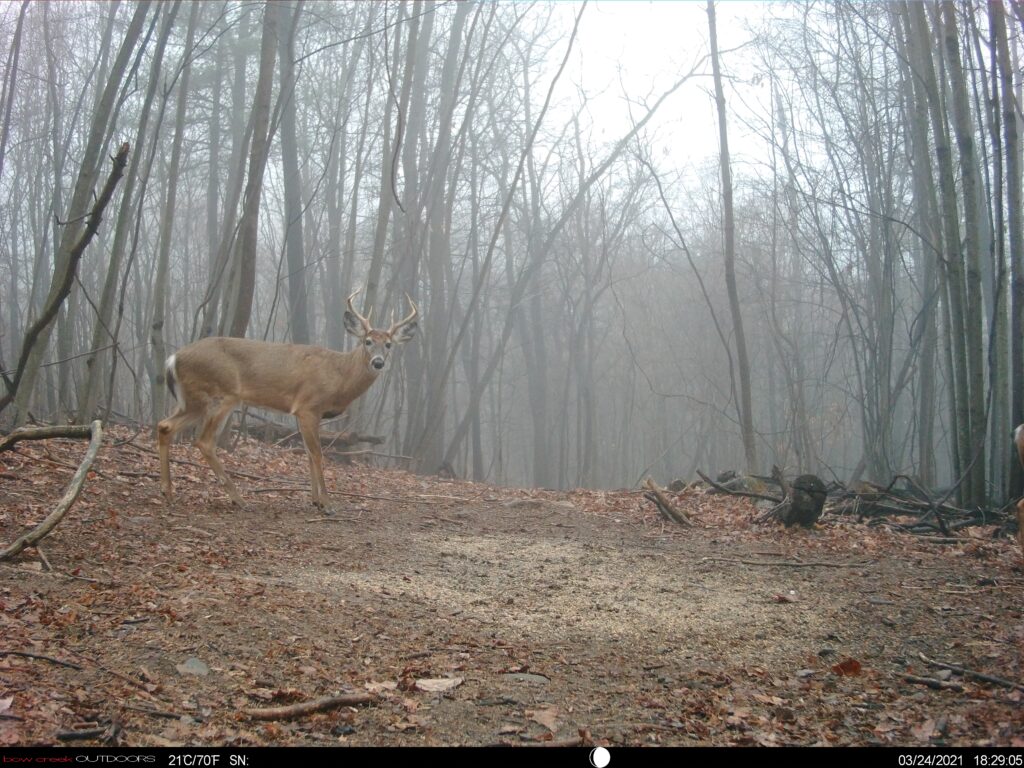 A buck on a foggy morning trail, captured on a Bow Creek trail camera