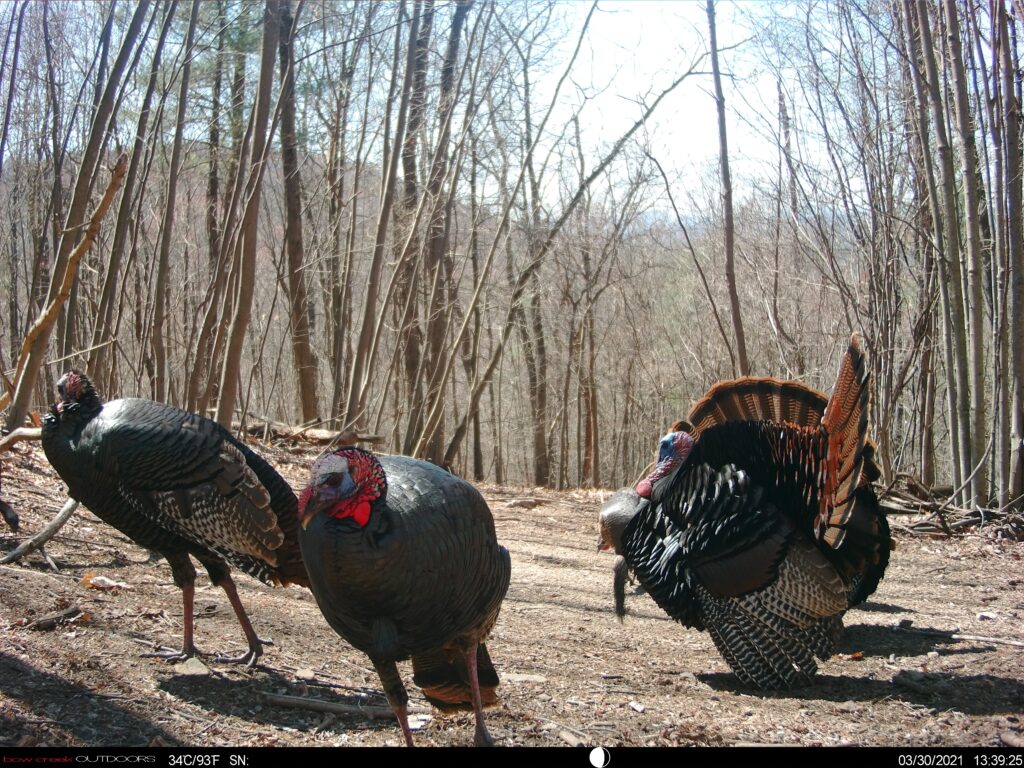 Turkeys strutting in front of a Bow Creek trail camera